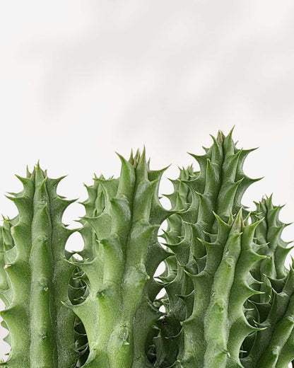 Huernia Macrocarpa - Dragon Flower Buy Online