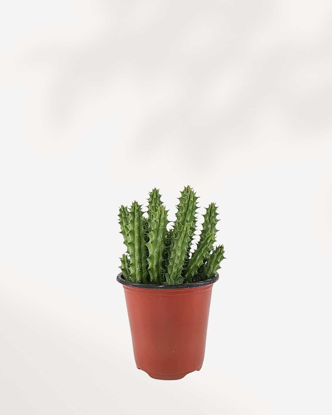 Huernia Macrocarpa - Dragon Flower Buy Online