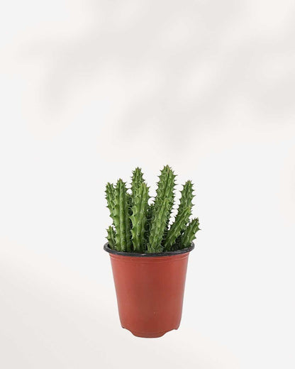 Huernia Macrocarpa - Dragon Flower Buy Online