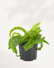 Hurricane Bird Nest Fern