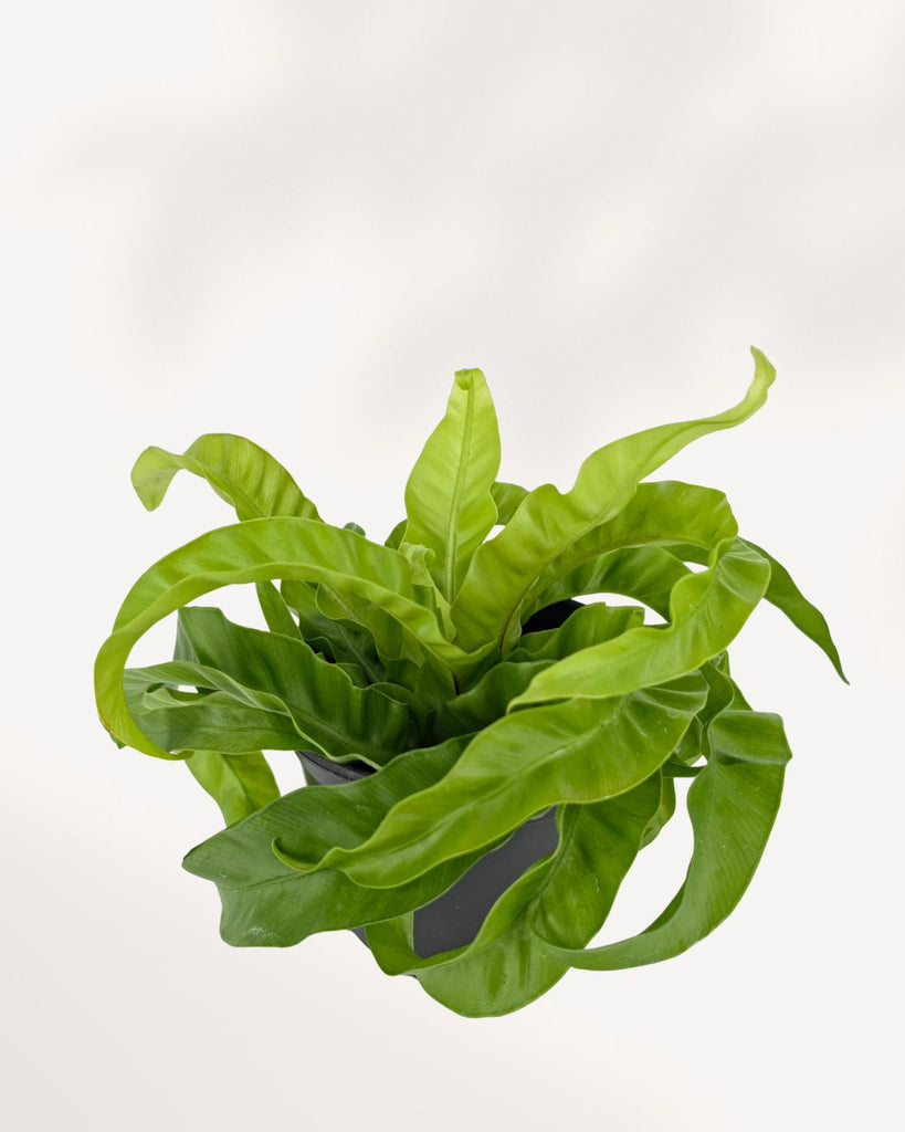 Hurricane Bird Nest Fern