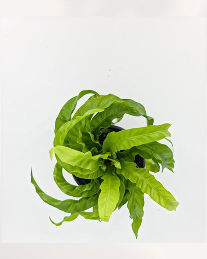 Hurricane Bird Nest Fern