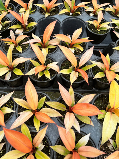 philodendron quad color Shop Philodendron Quad Color - Vibrant Variegated Foliage | Mygreenscape
