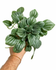 Peperomia Frost