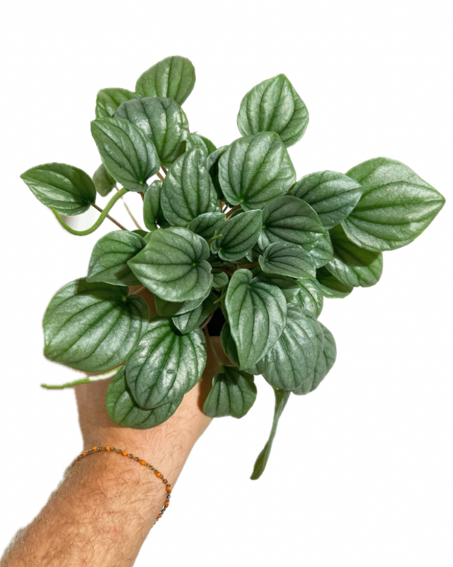 Peperomia Frost | Buy Online