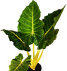Alocasia Lutea