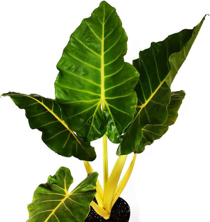 Alocasia Lutea | Buy Online