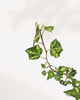 Ivy Golden Ingot | Buy Online Pro Tip and Care Guide - Delivery from Toronto across Canada - Mygreenscape