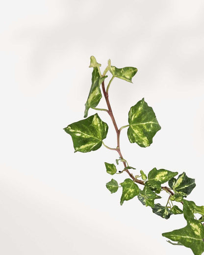 Ivy Golden Ingot | Buy Online Pro Tip and Care Guide - Delivery from Toronto across Canada - Mygreenscape