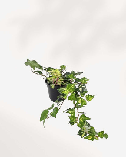Ivy Golden Ingot | Buy Online Pro Tip and Care Guide - Delivery from Toronto across Canada - Mygreenscape