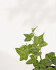 Close up view of Ivy Luzil indoor plant with vibrant green leaves and trailing stems, easy care decorative houseplant that adds natural beauty and greenery to any living space