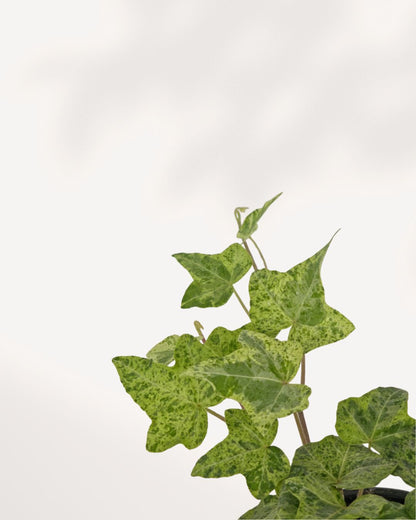 Close up view of Ivy Luzil indoor plant with vibrant green leaves and trailing stems, easy care decorative houseplant that adds natural beauty and greenery to any living space