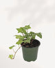 Top front view of Ivy Luzil plant showcasing lush trailing vines and vibrant green leaves, low maintenance indoor houseplant perfect for shelves, hanging baskets, and modern interiors
