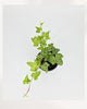 Top view of Ivy Luzil trailing houseplant featuring dense green growth and cascading vines, beautiful indoor plant for bright rooms, apartments, and office environments