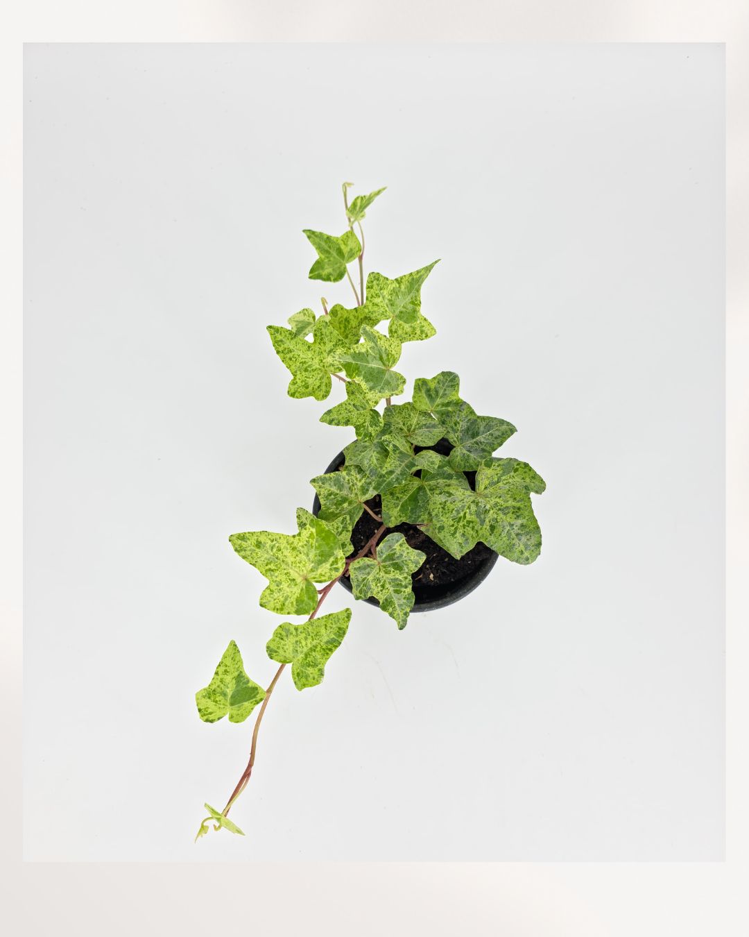 Top view of Ivy Luzil trailing houseplant featuring dense green growth and cascading vines, beautiful indoor plant for bright rooms, apartments, and office environments