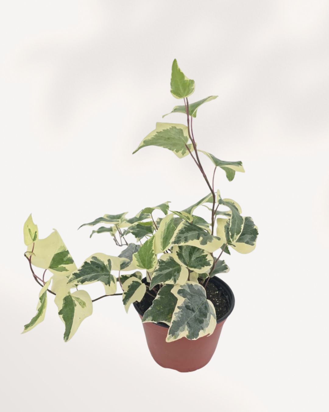 Full plant, angled front view in terracotta pot: "Ivy Marengo in terracotta nursery pot with trailing and upright variegated green and cream ivy stems"