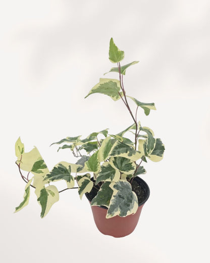 Full plant, angled front view in terracotta pot: "Ivy Marengo in terracotta nursery pot with trailing and upright variegated green and cream ivy stems"