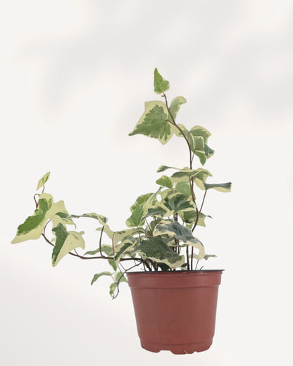 Full plant, front view in terracotta/brown nursery pot with trailing vines: "Ivy Marengo in terracotta nursery pot showing trailing and climbing variegated green and cream ivy stems against white background"