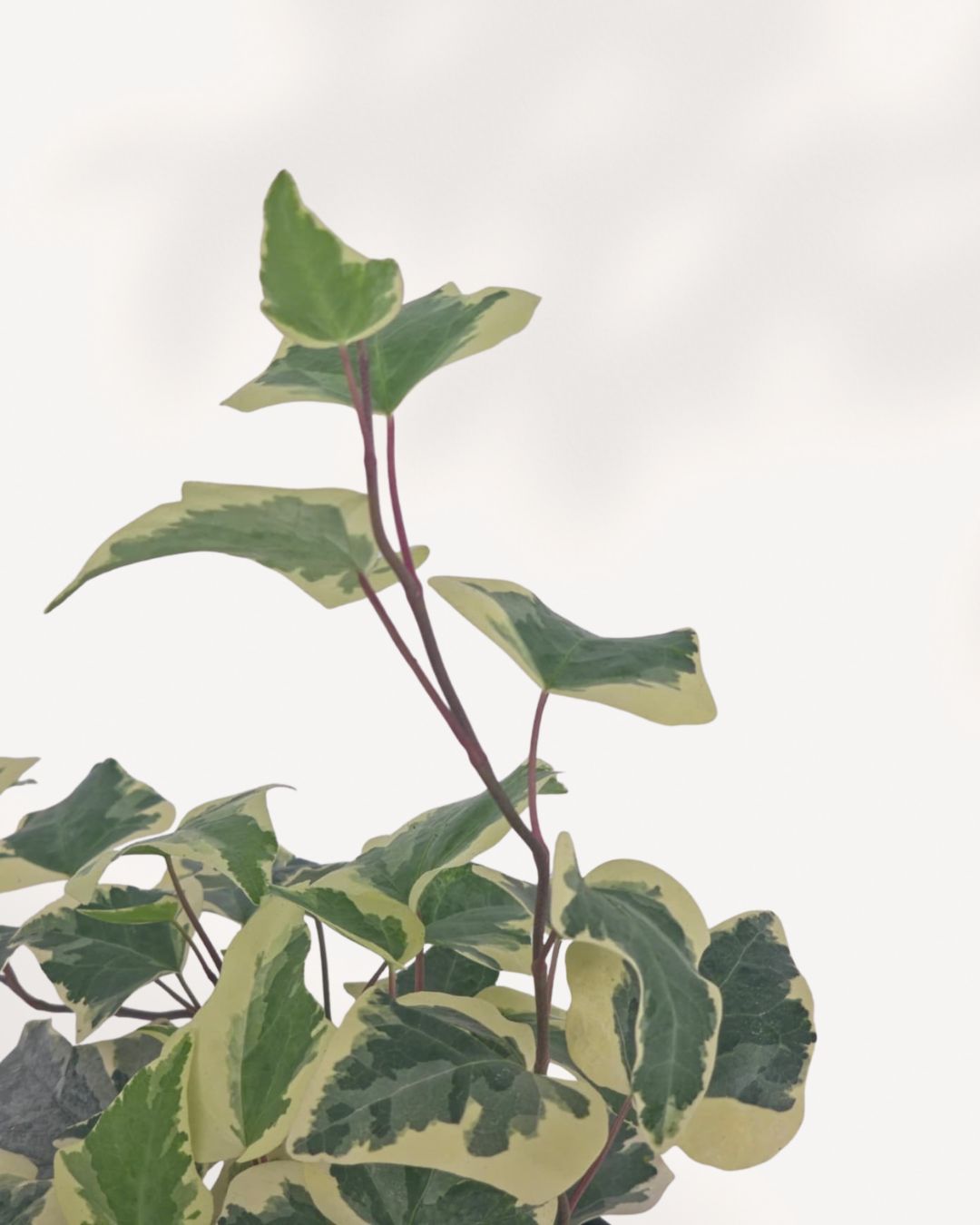 Close-up of upper stems and leaves, angled: "Close-up of Ivy Marengo upper stems showing green and cream variegated ivy leaves with reddish-purple stems