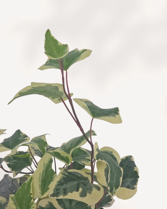 Full plant, front view in black nursery pot: "Ivy Marengo in black nursery pot showing upright variegated green and cream ivy foliage