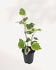 Full plant, front view in black nursery pot: "Ivy Marengo in black nursery pot showing upright variegated green and cream ivy foliage