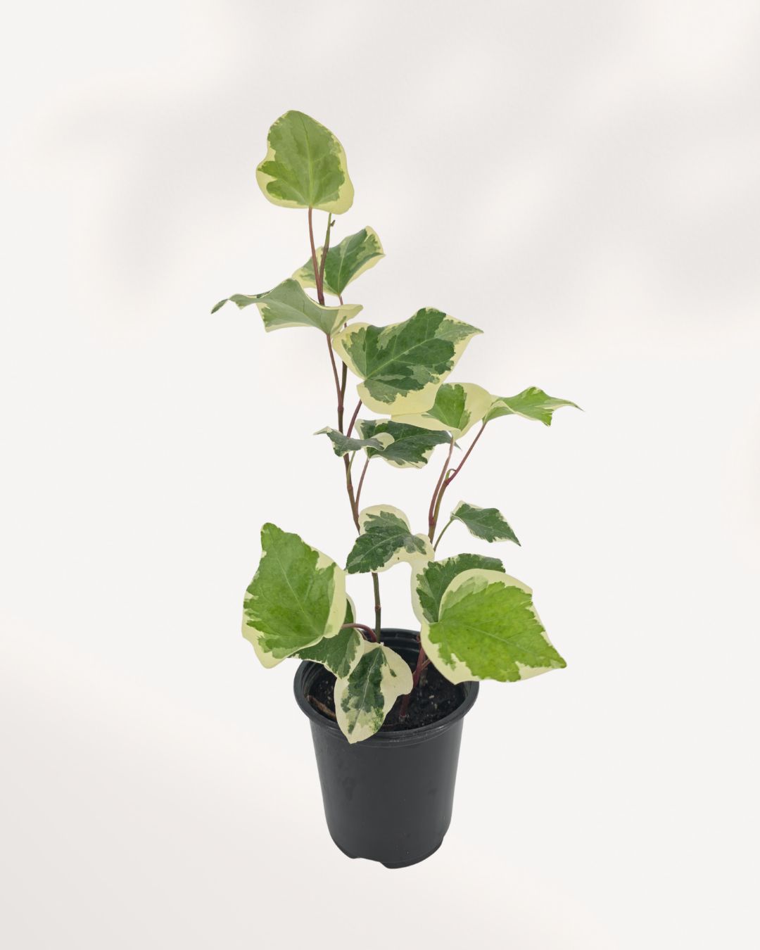 Full plant, front view in black nursery pot: "Ivy Marengo in black nursery pot showing upright variegated green and cream ivy foliage