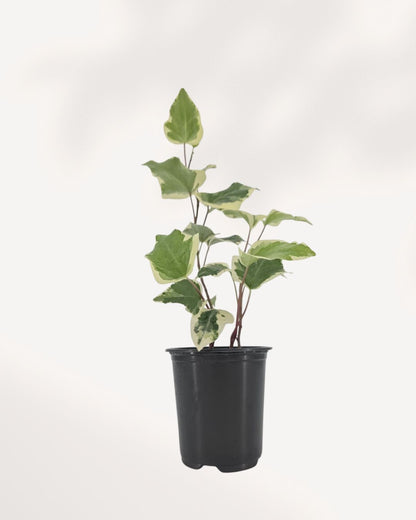 Full plant, front view in black nursery pot (slightly different framing than Image 1): "Ivy Marengo full plant front view in black nursery pot with multi-stem variegated green and cream foliage"