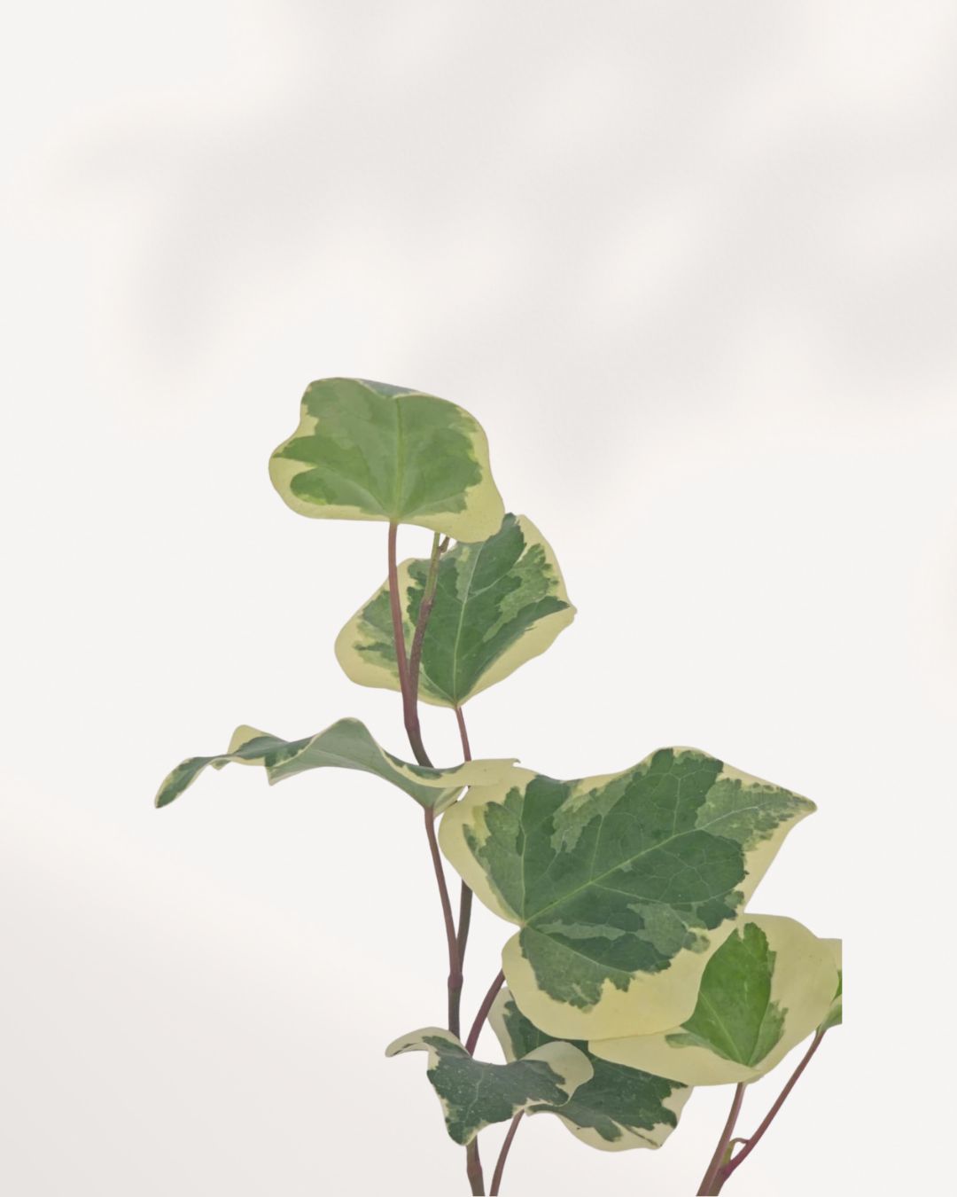 Close-up of upper stems, upward angle: "Ivy Marengo upper foliage close-up showing bold green and cream variegated leaf margins on reddish-purple stems"