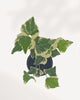 Top-down view in black pot: "Top view of Ivy Marengo in black nursery pot showing spreading variegated green and cream ivy leaves"