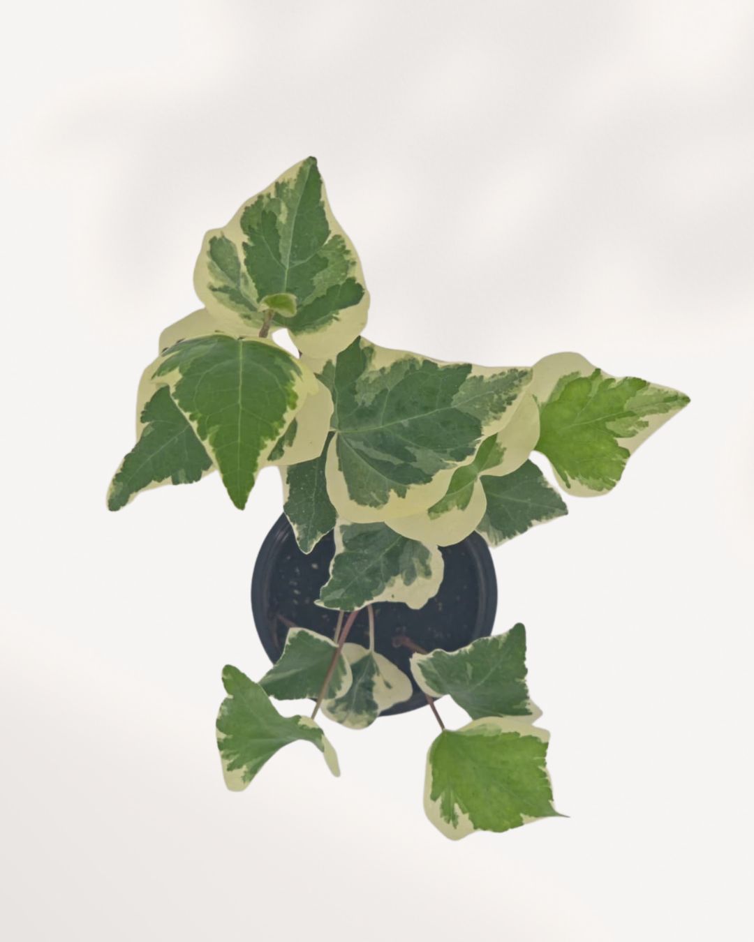 Top-down view in black pot: "Top view of Ivy Marengo in black nursery pot showing spreading variegated green and cream ivy leaves"