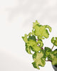 Close up detail of Ivy Moonlight ivy leaves showing rich texture and natural variegation, premium indoor plant for home and office spaces, available for Canada wide delivery