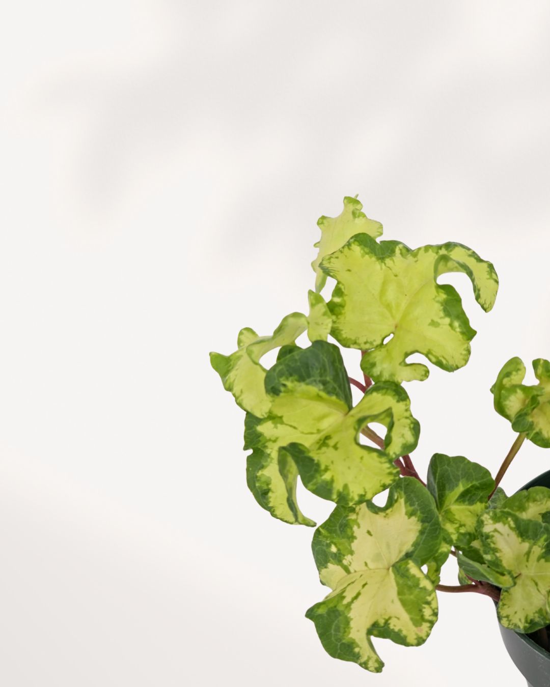 Close up detail of Ivy Moonlight ivy leaves showing rich texture and natural variegation, premium indoor plant for home and office spaces, available for Canada wide delivery