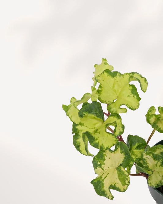 Ivy Moonlight ivy plant top front view showing lush trailing green foliage, ideal indoor houseplant for home decor, available for delivery across Toronto GTA and Canada