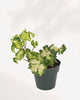 Ivy Moonlight ivy plant top front view showing lush trailing green foliage, ideal indoor houseplant for home decor, available for delivery across Toronto GTA and Canada