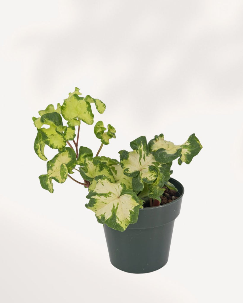 Ivy Moonlight ivy plant top front view showing lush trailing green foliage, ideal indoor houseplant for home decor, available for delivery across Toronto GTA and Canada