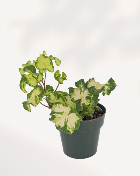 Ivy Moonlight ivy plant top front view showing lush trailing green foliage, ideal indoor houseplant for home decor, available for delivery across Toronto GTA and Canada
