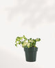 Ivy Moonlight ivy plant front view with vibrant cascading leaves, a low maintenance indoor plant perfect for home styling, available online and in store Richmond Hill Ontario