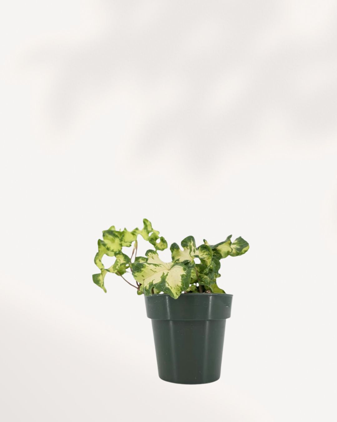 Ivy Moonlight ivy plant front view with vibrant cascading leaves, a low maintenance indoor plant perfect for home styling, available online and in store Richmond Hill Ontario