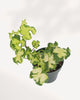 Top view of Ivy Moonlight ivy plant highlighting dense healthy foliage structure, elegant indoor greenery for modern home decor, delivered across Canada and GTA Toronto