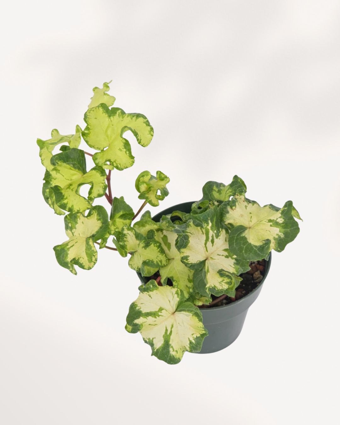 Top view of Ivy Moonlight ivy plant highlighting dense healthy foliage structure, elegant indoor greenery for modern home decor, delivered across Canada and GTA Toronto