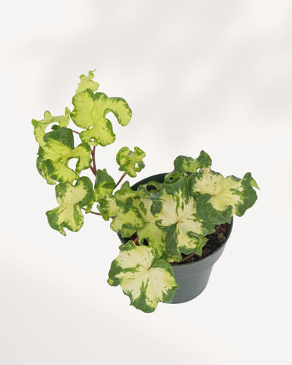 Top view of Ivy Moonlight ivy plant highlighting dense healthy foliage structure, elegant indoor greenery for modern home decor, delivered across Canada and GTA Toronto