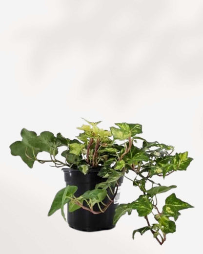 Ivy Golden Ingot | Buy Online Pro Tip and Care Guide - Delivery from Toronto across Canada - Mygreenscape