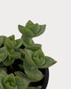 Close-up of Jade Necklace’s thick green leaves with reddish edges, stacked in pairs along upright stems.