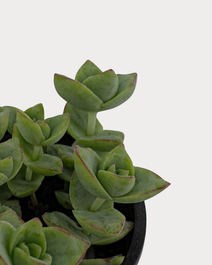 Close-up of Jade Necklace’s thick green leaves with reddish edges, stacked in pairs along upright stems.