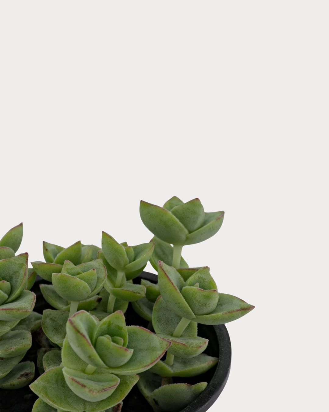 Jade Necklace succulent showing several compact stems with tightly stacked green leaves.