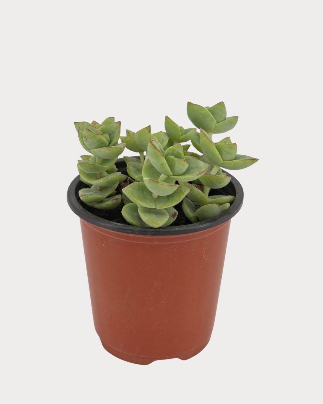 Jade Necklace succulent with stacked green leaves in a reddish-brown nursery pot, viewed at an angle.