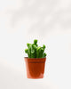 Jade Ovata 'Shrek' | Buy Online Pro Tip and Care Guide - Delivery from Toronto across Canada - Mygreenscape