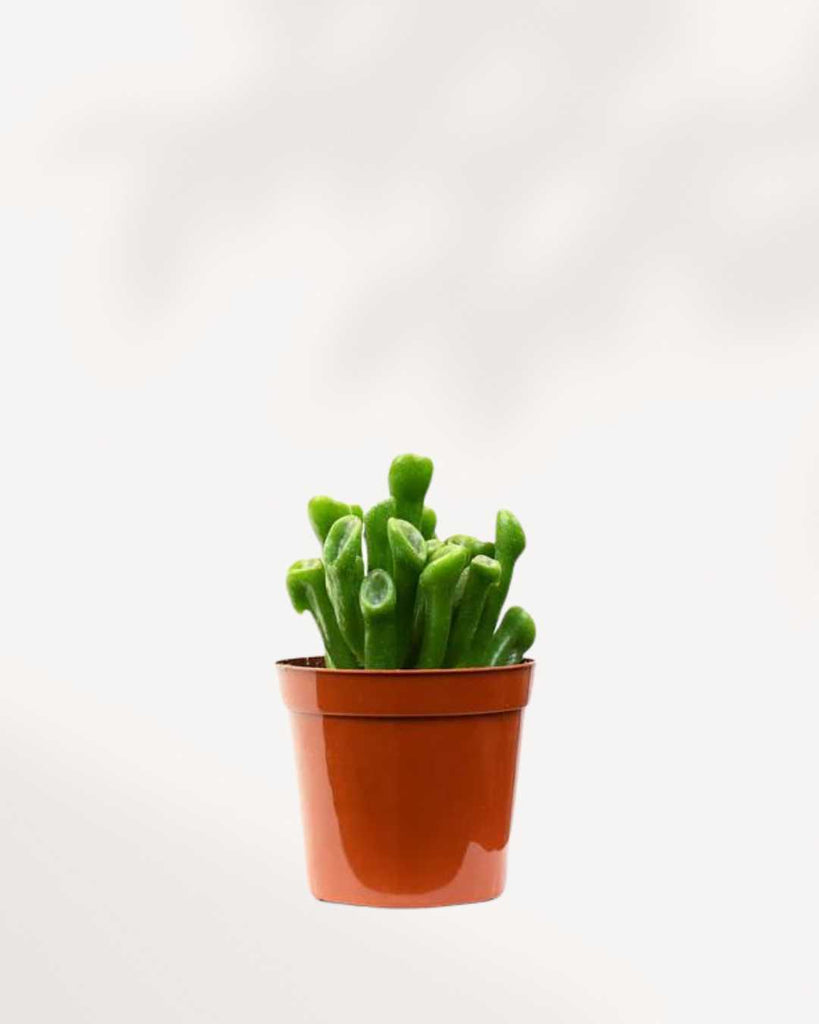 Jade Ovata 'Shrek' | Buy Online Pro Tip and Care Guide - Delivery from Toronto across Canada - Mygreenscape