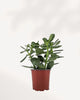 Healthy Jade Plant in 4-inch pot, small indoor succulent, low-maintenance houseplant, ideal for desks, shelves, or home décor, buy online at MyGreenScape