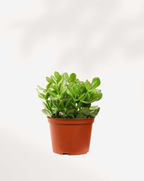 jade plant genus Jade Plant | Crassula Ovata | Buy Online - Hardy Succulent for Any Space | Mygreenscape